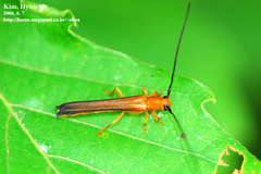 Oberea atropunctata
