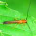 Oberea atropunctata - Photo (c) Kim, Hyun-tae, some rights reserved (CC BY), uploaded by Kim, Hyun-tae