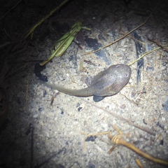 Leptobrachium hendricksoni