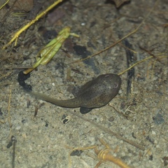 Leptobrachium hendricksoni