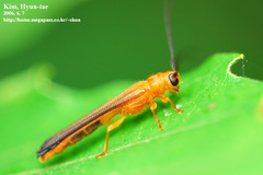 Oberea atropunctata