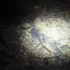 Leptobrachium hendricksoni