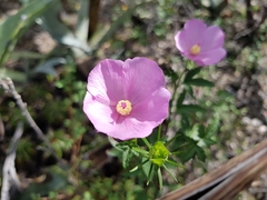 Hibiscus phoeniceus