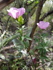 Hibiscus phoeniceus