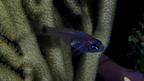 Dusky cardinalfish (Phaeoptyx conklini) — Apogonidae — 4