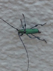 Cerambycidae