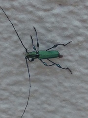 Cerambycidae