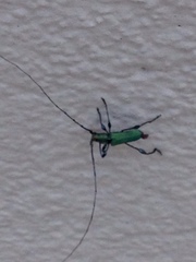Cerambycidae