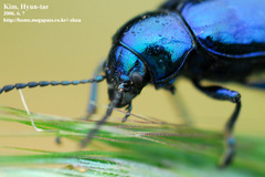 Chrysochus chinensis