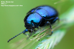 Chrysochus chinensis