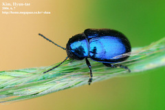 Chrysochus chinensis