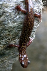 Onychodactylus koreanus