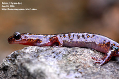 Onychodactylus koreanus