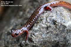 Onychodactylus koreanus