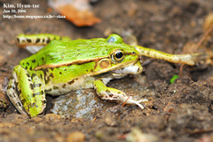 Pelophylax nigromaculatus