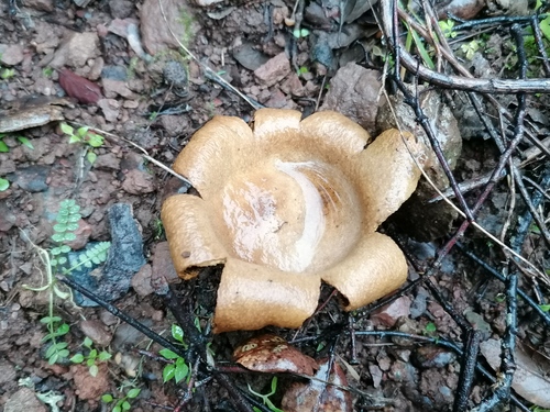 Representative image of Scleroderma