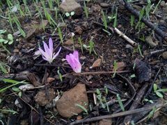 Colchicum filifolium