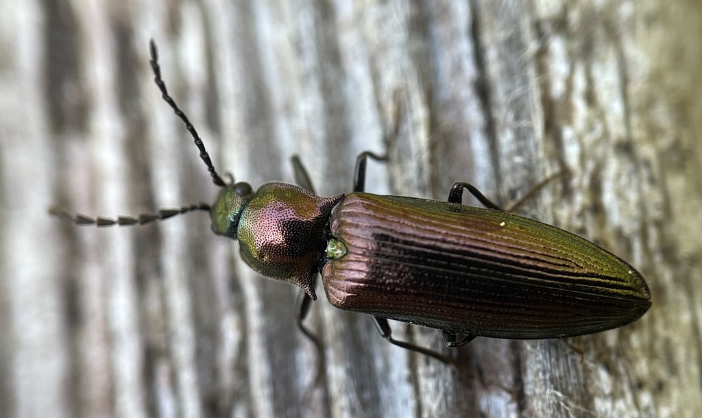 Hatch's click beetle