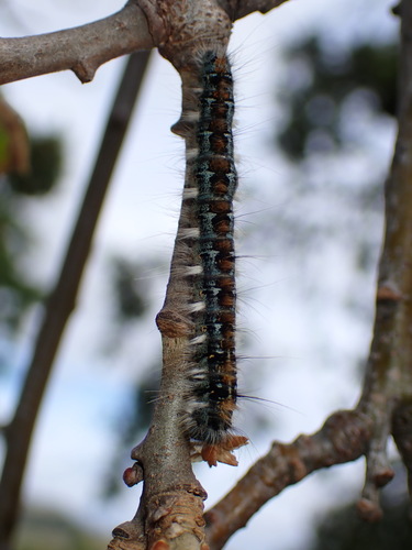 Pacific Tent Caterpillar photo 4