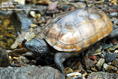 Mauremys reevesii