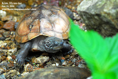 Mauremys reevesii