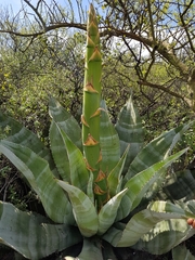 Agave marmorata