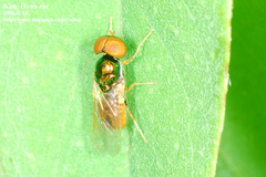 Microchrysa flaviventris