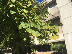 Ginkgo biloba