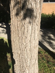 Ginkgo biloba