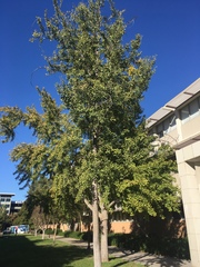 Ginkgo biloba