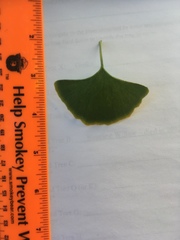 Ginkgo biloba
