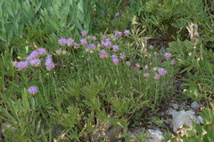 Monardella odoratissima glauca