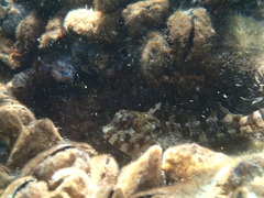 Lipophrys trigloides