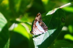 Adelpha iphicleola iphicleola