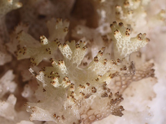 Cladia retipora image