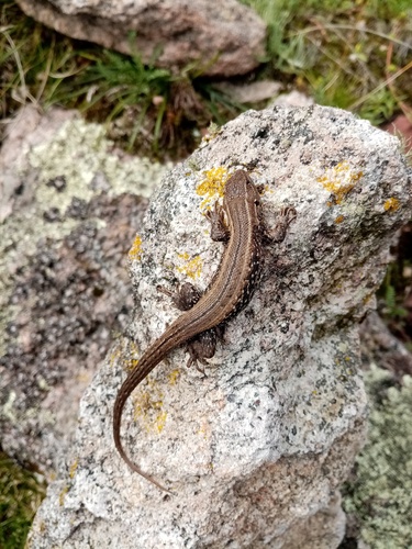 Liolaemus wari