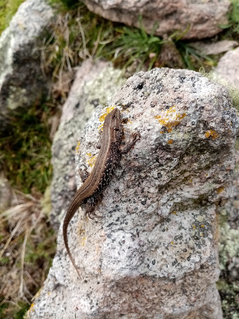 Liolaemus wari