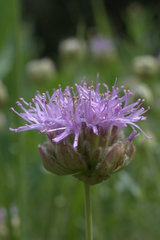 Monardella odoratissima glauca