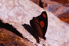 Catonephele numilia immaculata