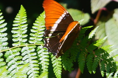Siproeta epaphus epaphus