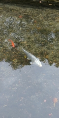 Cyprinus rubrofuscus