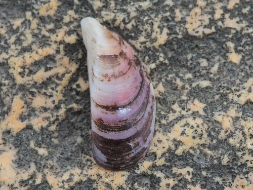 Mytilaster lineatus