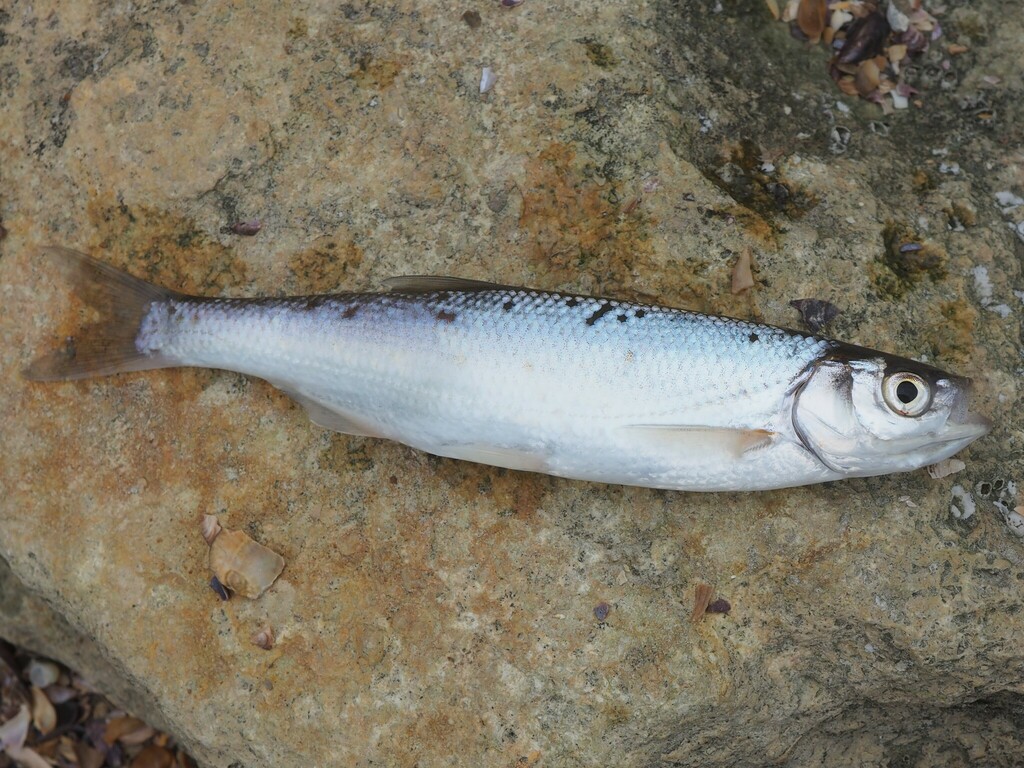 Alburnus hohenackeri