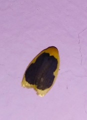 Pseudoblabes oophora