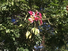 Ceiba speciosa