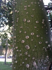 Ceiba speciosa