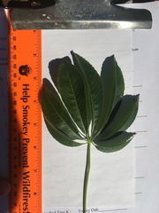 Ceiba speciosa