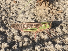Locusta migratoria cinerascens