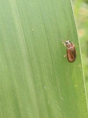 Coleoptera