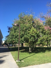 Ceiba speciosa